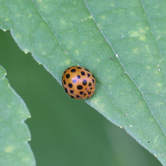 Henosepilachna sumbana