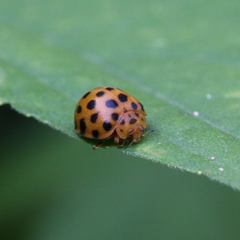 Henosepilachna sumbana