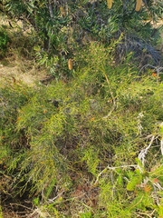 Daviesia divaricata