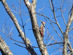 Dendrocopos leucotos