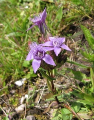 Gentianella anisodonta