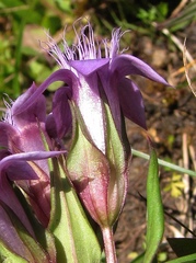 Gentianella anisodonta
