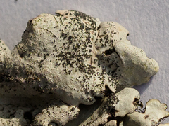 Parmelina pastillifera