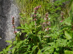 Morina longifolia