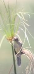 Acrocephalus newtoni