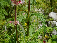 Morina longifolia