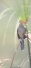 Acrocephalus newtoni