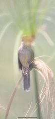 Acrocephalus newtoni