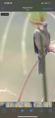 Acrocephalus newtoni