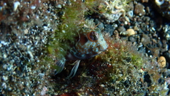 Parablennius goreensis