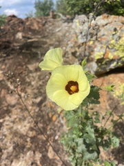 Hibiscus engleri