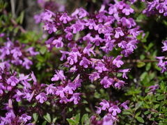 Thymus linearis