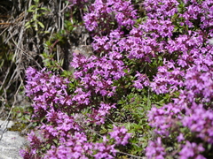 Thymus linearis