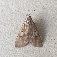 Sommeria marchalii