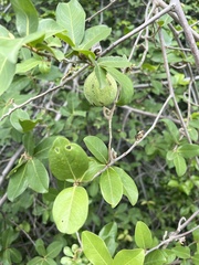 Artabotrys brachypetalus