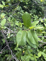 Artabotrys brachypetalus