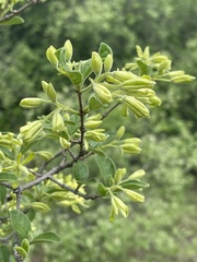 Vangueria dryadum