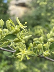 Vangueria dryadum