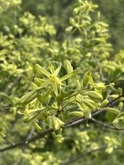 Vangueria dryadum
