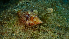 Columbella adansoni