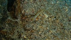 Vanneaugobius canariensis