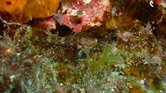 Vanneaugobius canariensis
