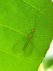Plesiochrysa atalotis