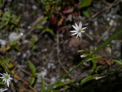 Stellaria patens