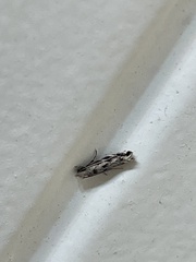 Erechthias zebrina