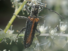 Anogcodes melanurus