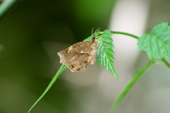 Pterodecta felderi
