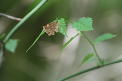 Pterodecta felderi