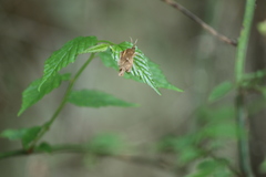 Pterodecta felderi