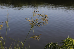 Scirpus pendulus