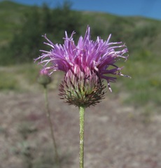 Jurinea alata