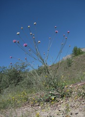 Jurinea alata