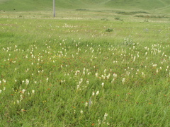 Pedicularis dolichorrhiza