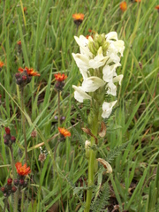 Pedicularis dolichorrhiza
