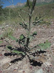 Jurinea alata