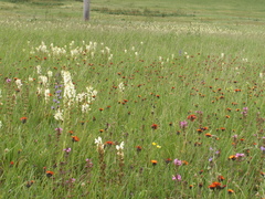 Pedicularis dolichorrhiza