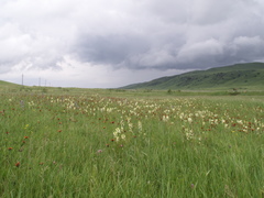 Pedicularis dolichorrhiza