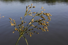 Scirpus pendulus