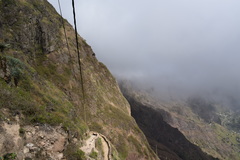 Dracaena draco caboverdeana