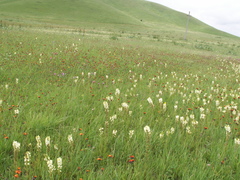 Pedicularis dolichorrhiza