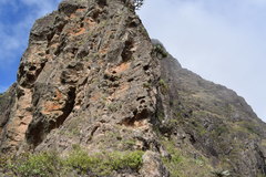 Dracaena draco caboverdeana