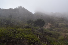 Dracaena draco caboverdeana