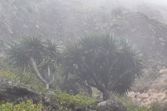 Dracaena draco caboverdeana