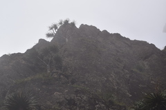 Dracaena draco caboverdeana