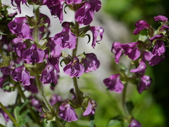 Pedicularis pectinata