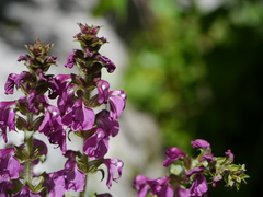 Pedicularis pectinata